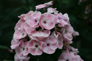 Phlox Pan. Mother Of Pearl